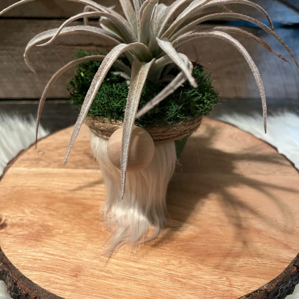 Rustic Gnome Air Plant Holder with Green Accents